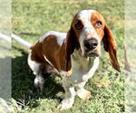 Small #6 Basset Hound