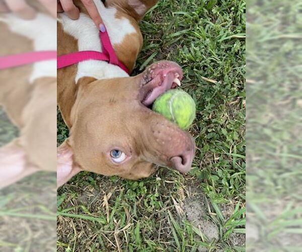 Medium Photo #16 Mutt Puppy For Sale in  Gainesville, FL, USA