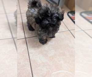 Shih Tzu Puppy for sale in HYATTSVILLE, MD, USA