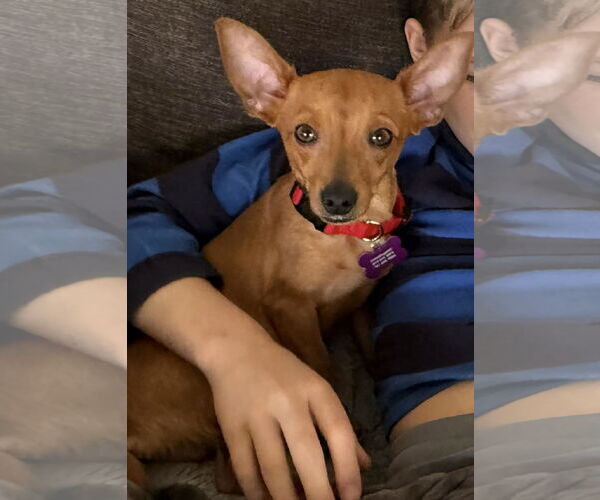 Medium Photo #1 Chiweenie Puppy For Sale in Spring Lake, NC, USA