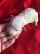 Small Photo #2 Pyredoodle Puppy For Sale in LIBERTY, MS, USA