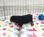 Small #4 Yorkshire Terrier