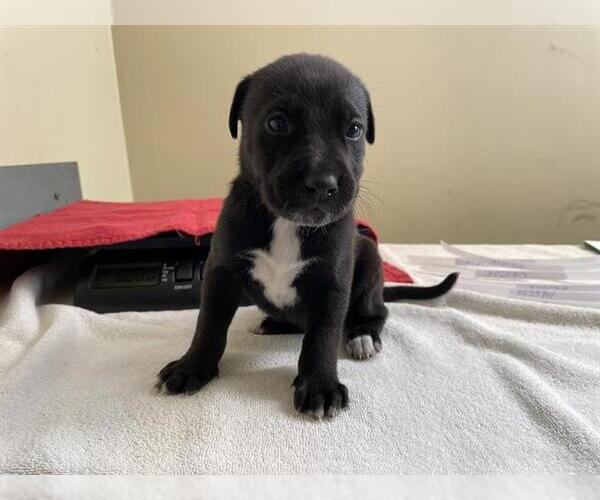 Medium Photo #1 Labrador Retriever-Unknown Mix Puppy For Sale in Pasadena, CA, USA