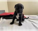 Small Labrador Retriever Mix