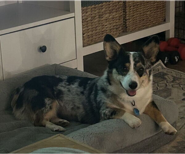 Medium Photo #3 Cardigan Welsh Corgi Puppy For Sale in Springdale, PA, USA