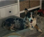 Small #2 Cardigan Welsh Corgi