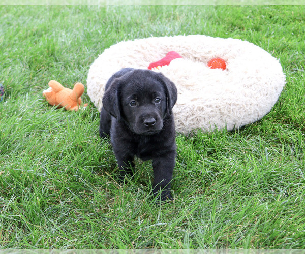 Medium Photo #3 Labrador Retriever Puppy For Sale in SYRACUSE, IN, USA