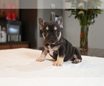 Small #1 French Bulldog
