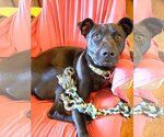 Small Photo #1 Greyhound-Labrador Retriever Mix Puppy For Sale in Rowayton, CT, USA