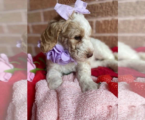 Medium Photo #3 Goldendoodle Puppy For Sale in SHERMAN, TX, USA