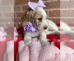 Small Photo #3 Goldendoodle Puppy For Sale in SHERMAN, TX, USA