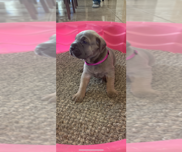 Medium Photo #9 Cane Corso Puppy For Sale in ALBUQUERQUE, NM, USA