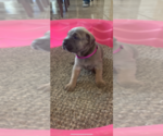 Small Photo #9 Cane Corso Puppy For Sale in ALBUQUERQUE, NM, USA