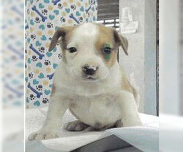 Medium Photo #4 Labrador Retriever-Unknown Mix Puppy For Sale in Lakewood, CO, USA