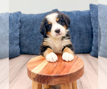 Small #1 Bernese Mountain Dog