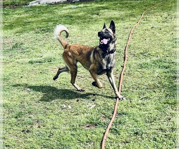 Medium Photo #1 Belgian Malinois Puppy For Sale in CARROLLTON, GA, USA