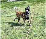Small Photo #1 Belgian Malinois Puppy For Sale in CARROLLTON, GA, USA