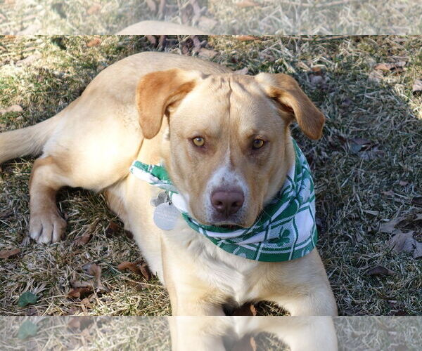 Medium Photo #6 Labrador Retriever-Unknown Mix Puppy For Sale in Doylestown, PA, USA