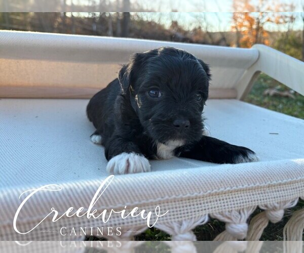 Medium Photo #3 Havapoo Puppy For Sale in NIANGUA, MO, USA