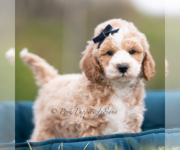 Medium Photo #115 Maltipoo (Miniature) Puppy For Sale in WARSAW, IN, USA