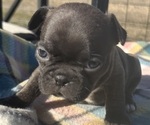 Puppy Puppy 6 Blue Faux Frenchbo Bulldog