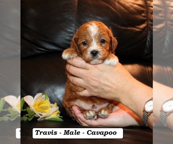 Medium Photo #3 Cavapoo (Miniature) Puppy For Sale in CLARKRANGE, TN, USA