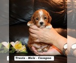 Small #2 Cavapoo (Miniature)