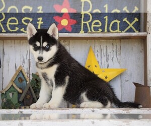 Siberian Husky Puppy for sale in FREDERICKSBG, OH, USA