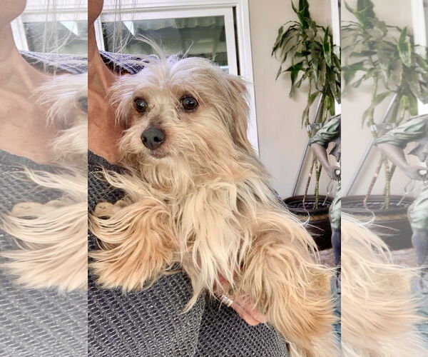 Medium Photo #3 Mutt Puppy For Sale in Santa Clarita, CA, USA