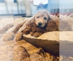 Small Photo #9 Goldendoodle (Miniature) Puppy For Sale in RUSSELLVILLE, MO, USA