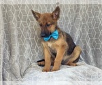 Small Photo #2 Malinois Puppy For Sale in LAKELAND, FL, USA
