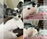 Small Photo #1 BoShih-Shih Tzu Mix Puppy For Sale in ROMULUS, MI, USA