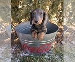 Small #3 Dachshund