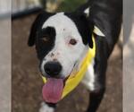 Small Labrador Retriever Mix
