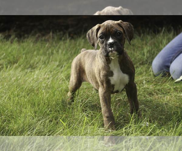 Medium Photo #10 Boxer Puppy For Sale in SHIPSHEWANA, IN, USA