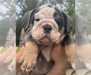 Bulldog Puppy for sale in SAINT CHARLES, IL, USA