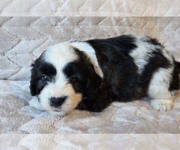 Medium Photo #14 Aussiedoodle Puppy For Sale in WILLS POINT, TX, USA