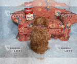 Small Photo #21 Poodle (Toy) Puppy For Sale in SANGER, TX, USA