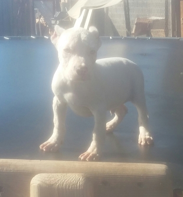 Medium Photo #1 American Pit Bull Terrier Puppy For Sale in PHOENIX, AZ, USA