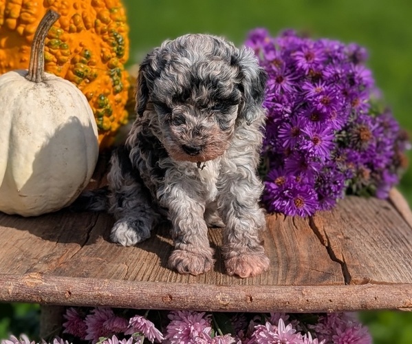 Medium Photo #2 Poodle (Toy) Puppy For Sale in GOSHEN, IN, USA