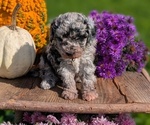 Small #1 Poodle (Toy)