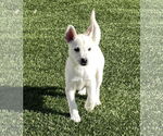 Small #11 Huskies  Mix