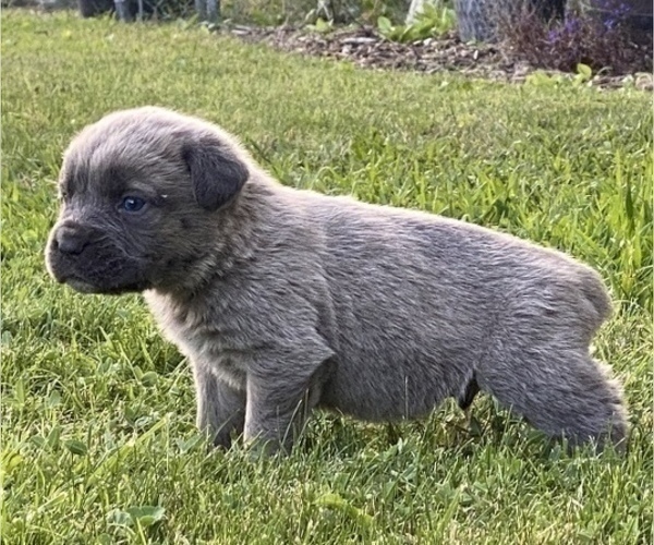 Medium Photo #2 Cane Corso Puppy For Sale in BELGRADE, MT, USA
