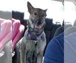 Small #2 German Malinois