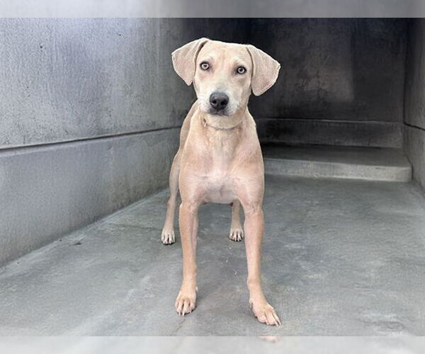 Medium Photo #1 Beagle-Greyhound Mix Puppy For Sale in Pasadena, CA, USA