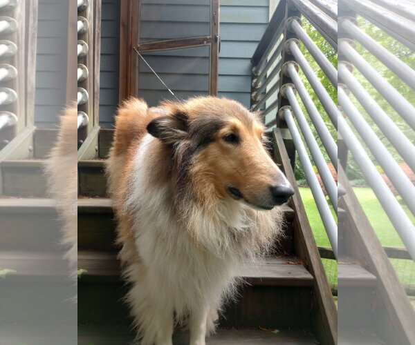 Medium Photo #3 Collie Puppy For Sale in Chantilly, VA, USA