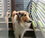 Small #2 Collie