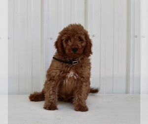 Goldendoodle (Miniature) Puppy for sale in FREDERICKSBURG, OH, USA