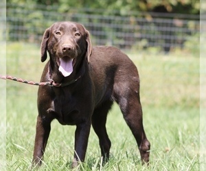 Mother of the Labrador Retriever puppies born on 01/02/2026