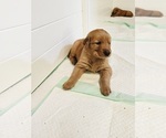 Small #4 Golden Retriever